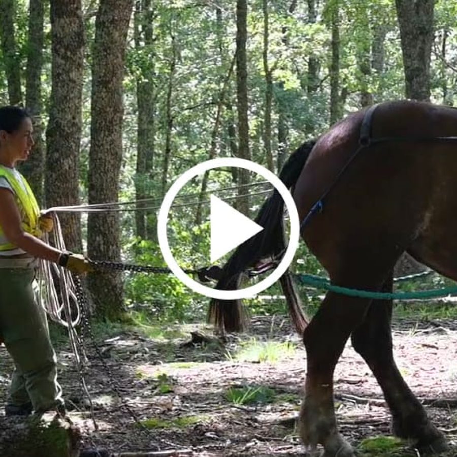 Vídeo sobre perspectiva de género en el proyecto FORTEXVAL
