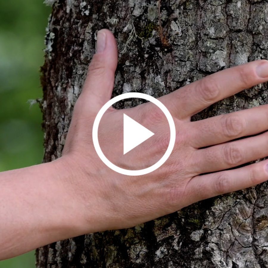 Vídeo final Proyecto Fortexval